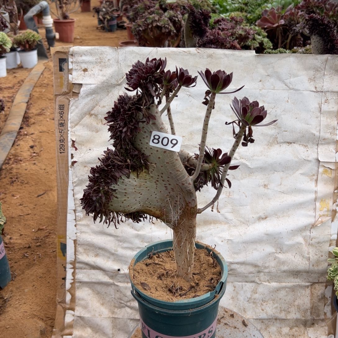 黑缀809高度37厘米