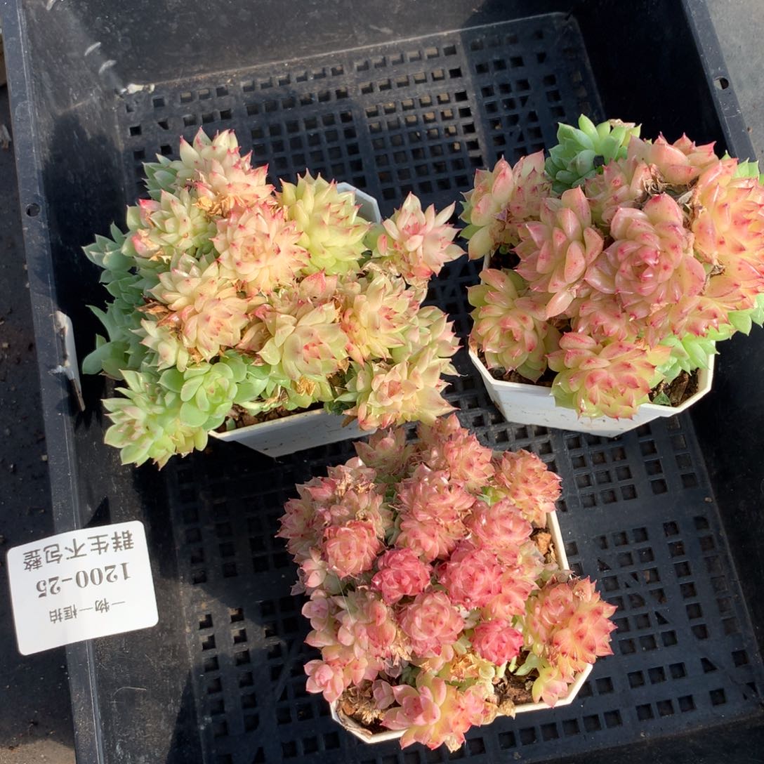 1202-25 套餐一组