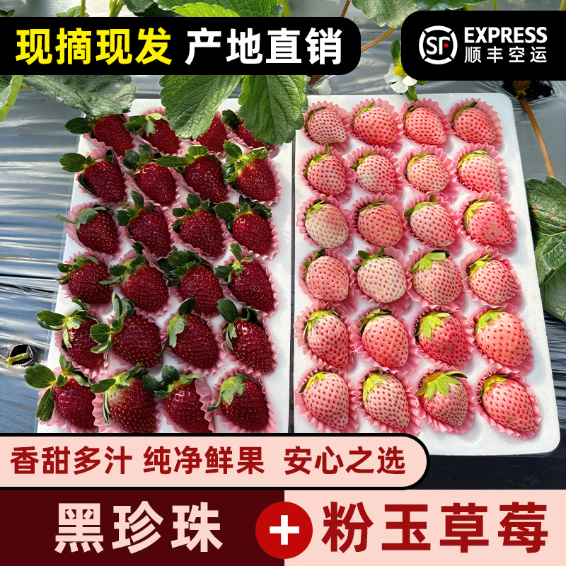 黑珍珠、粉玉】双拼云南草莓顺丰空运包邮（零度以下地区冻伤不包赔）