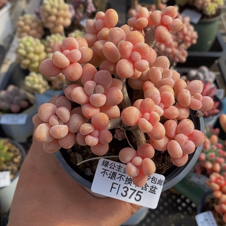 鱼子酱老桩有砍9cm1375多肉植物