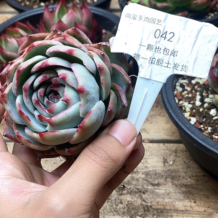 忘****儿定向惊鸿042