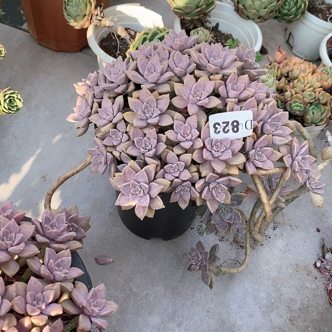 一***鱼823阿伦培多肉