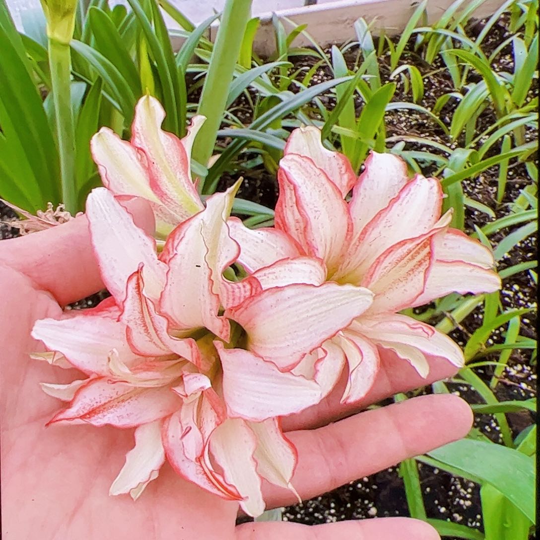 朱顶红小型朱姬胧月开花球1号