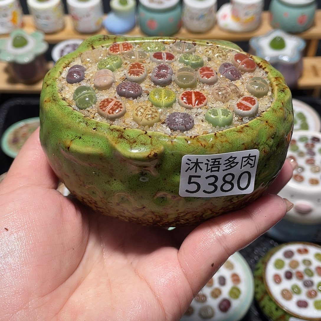 带盆土植物 一物一拍5380