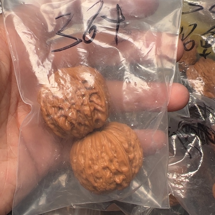 核桃铁锤，36.5已打底