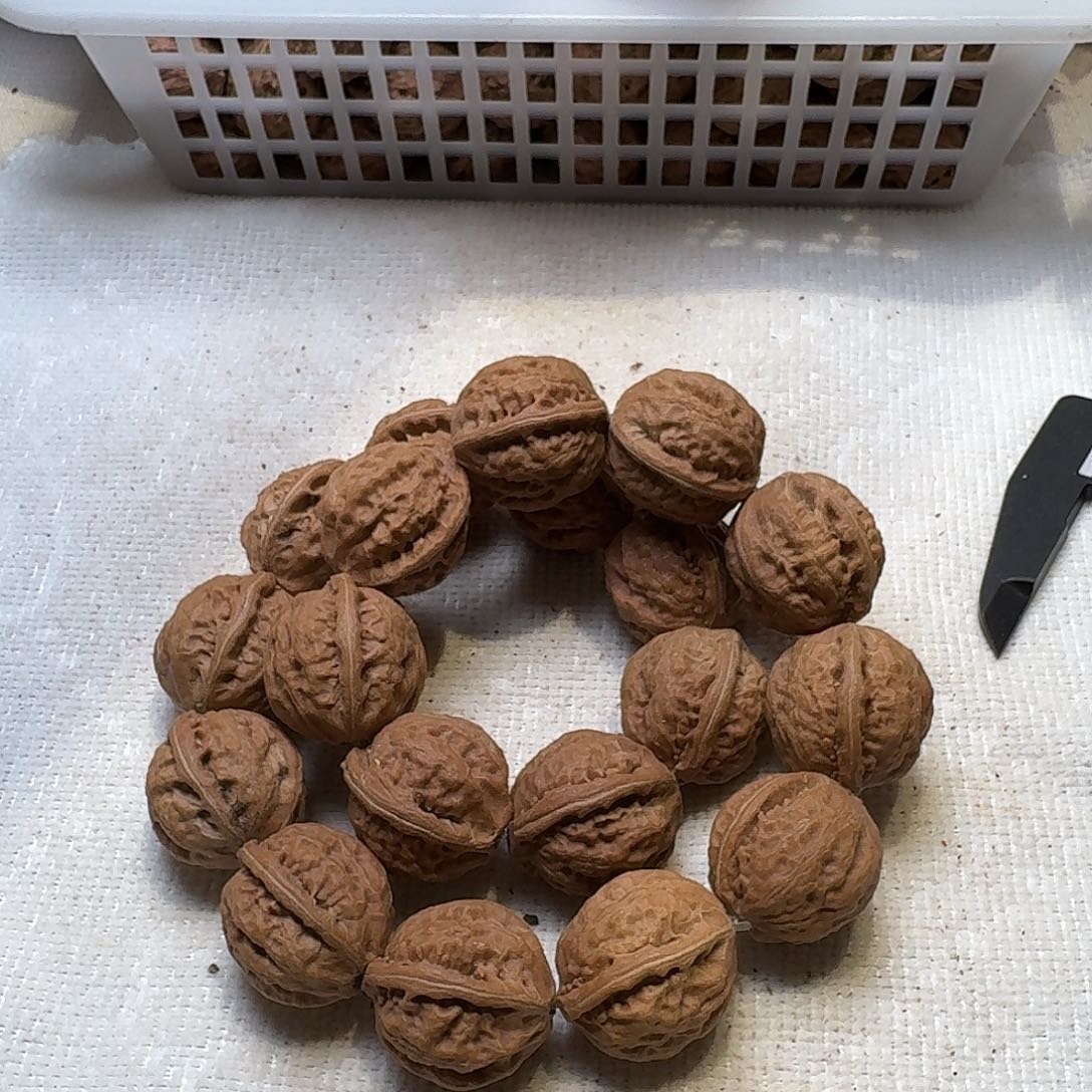 核桃手串/手链20号边25手持