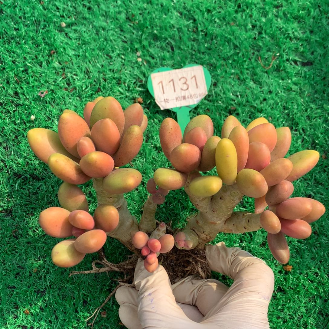 芒果奶老桩微瑕疵1131