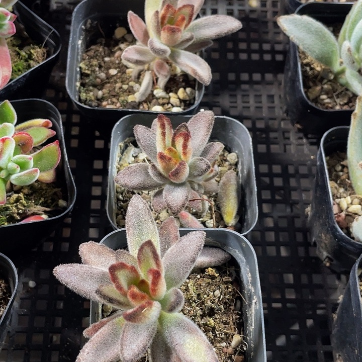 灰兔儿带盆土发货