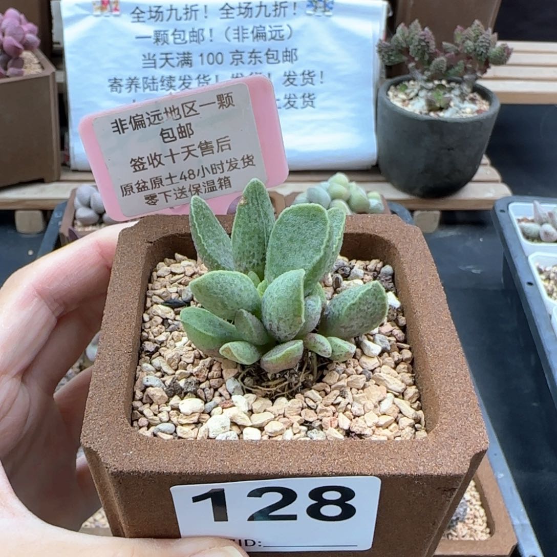 128抹茶多肉植物