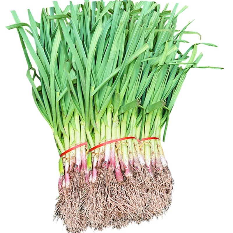 【新鲜蔬菜】3把蒜苗+1把香菜（送1包村姑亲烟熏豆干）