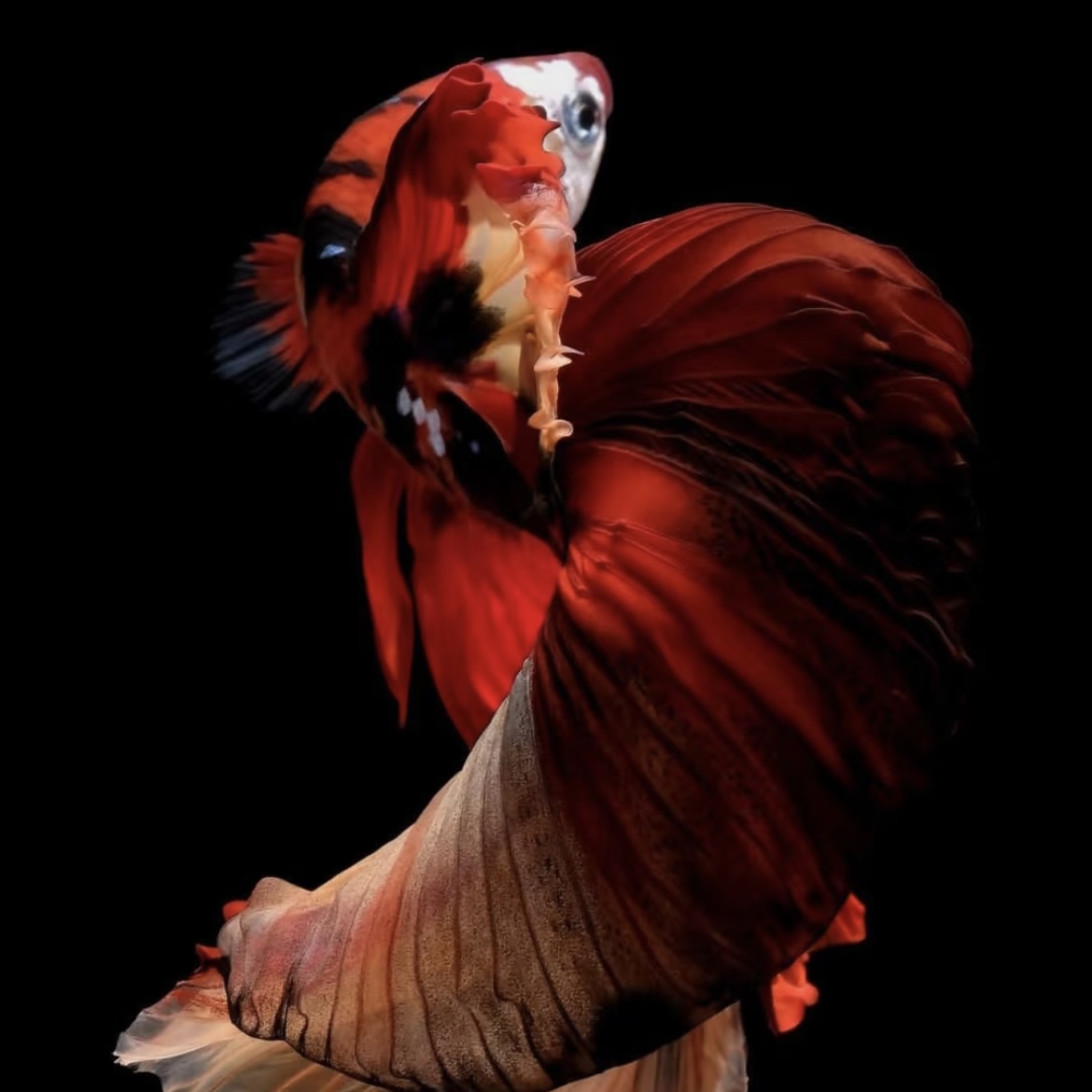 A8（169-192）泰国斗鱼耐活好养小型观赏鱼（直播间选鱼）