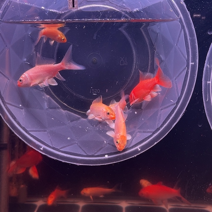 海水鱼红色蝴蝶鲤大鳍大尾