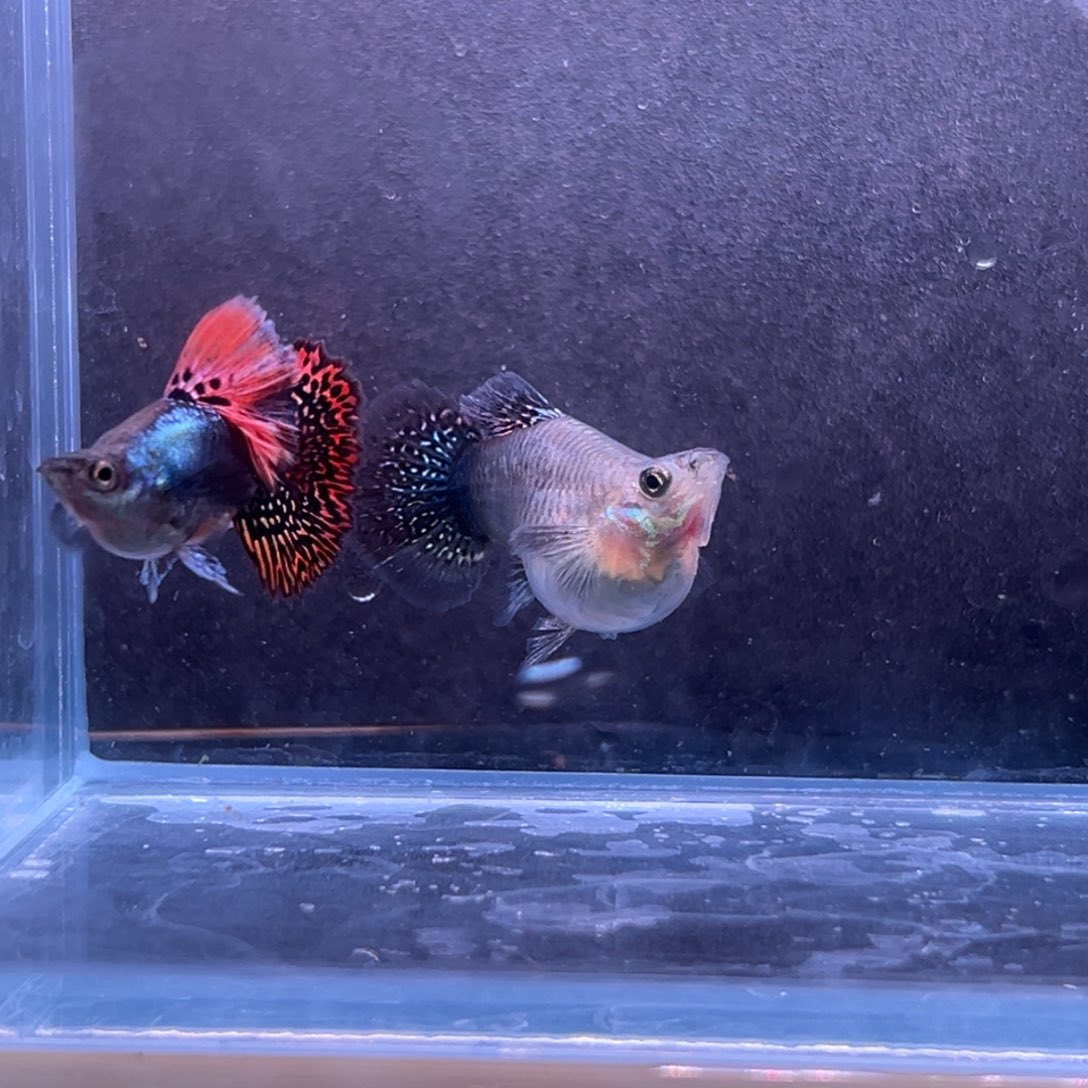 孔雀鱼龙鳞球一对