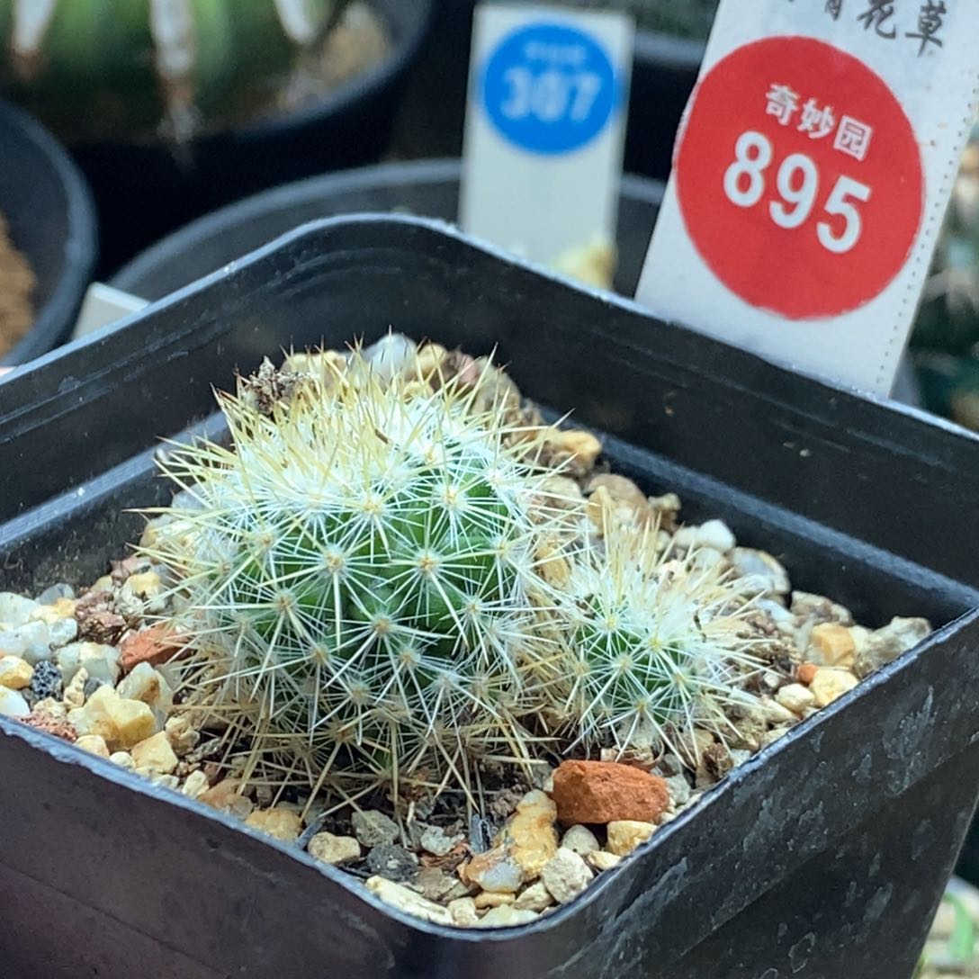 实生双头千鹤丸一颗仙人球