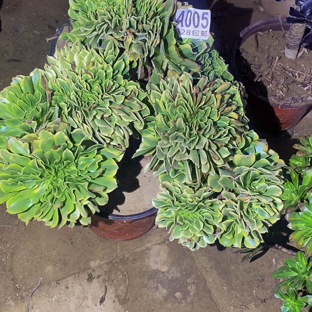 康***溎5 多肉植物不包断枝