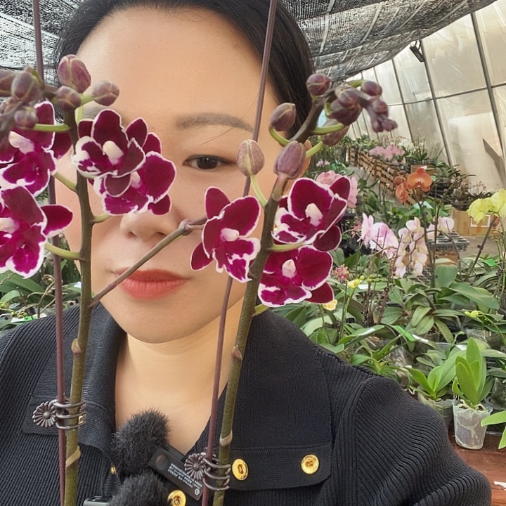 无花朵年年有余蝴蝶兰