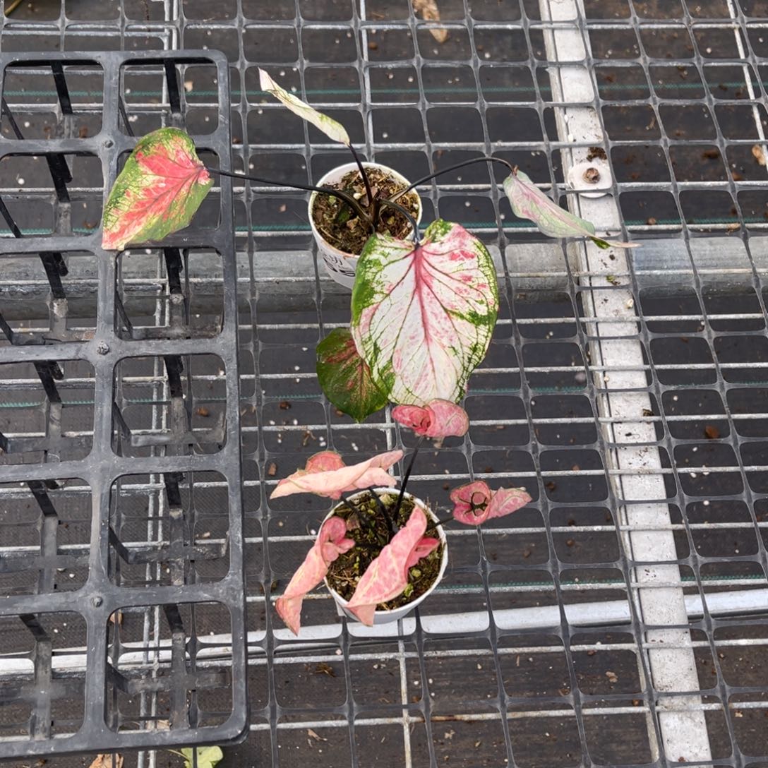 原***人无花朵           955.954泰彩不包售后