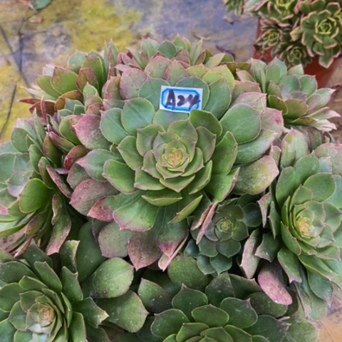 万圣节多肉植物24多肉