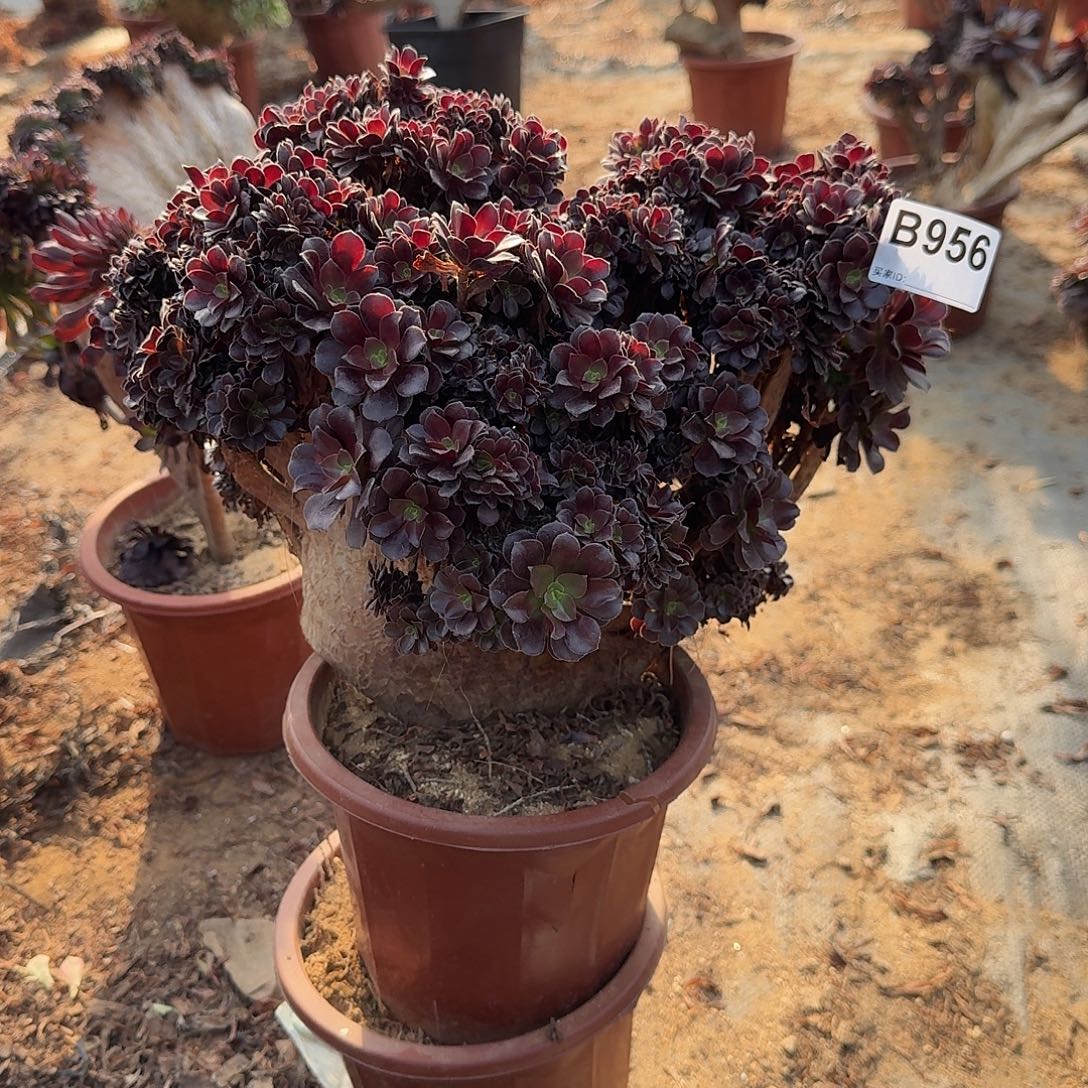 雅***汶956欧紫朵朵一颗有伤呀