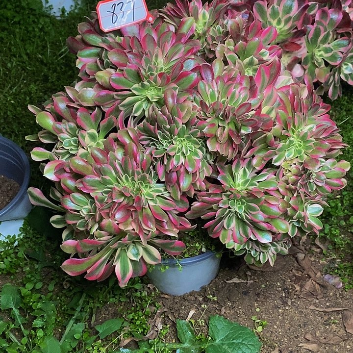 陈***姐粉女郎缀化837号链接