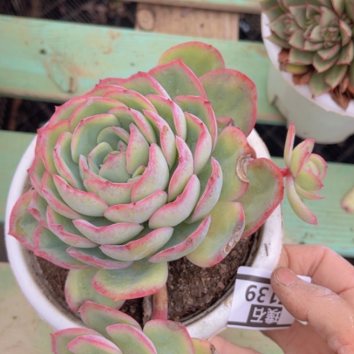 【闪购商品】晨露07139