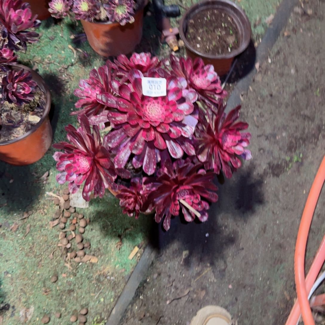 白月光法师多肉010