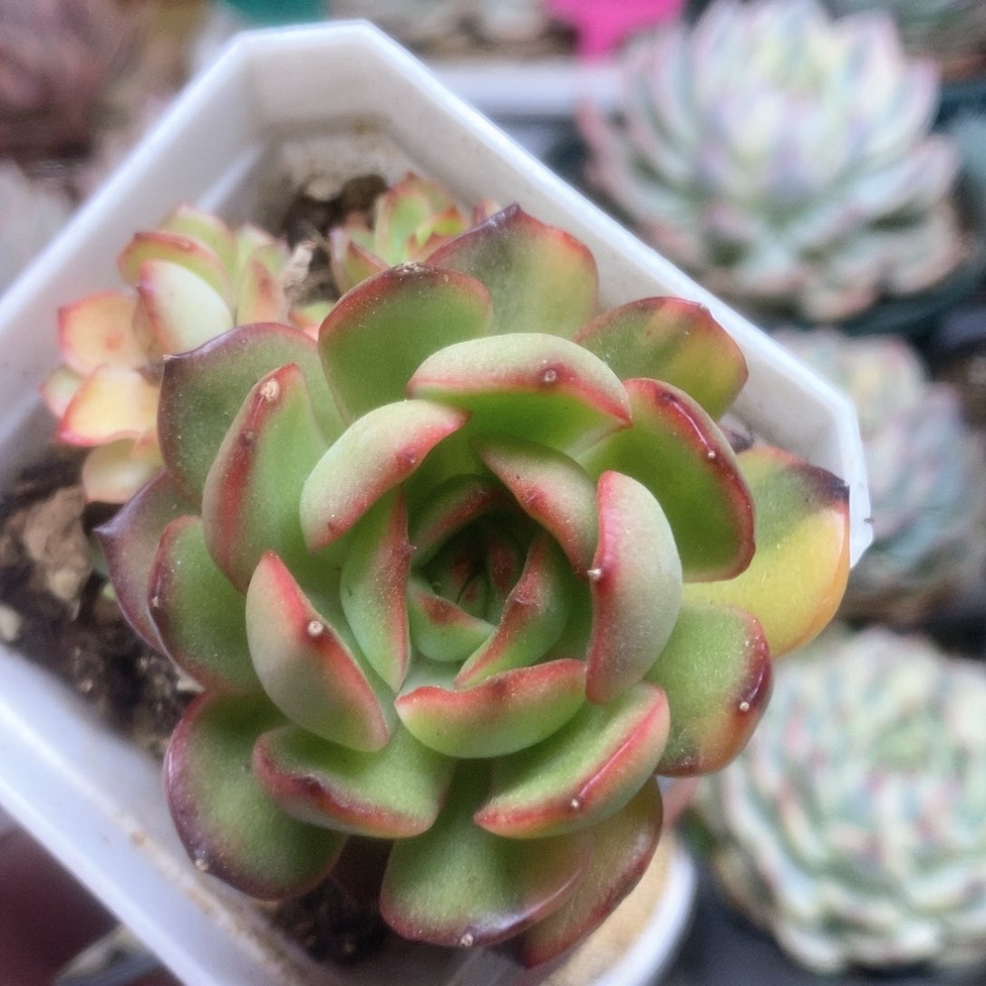 059宝利安娜锦锦锦