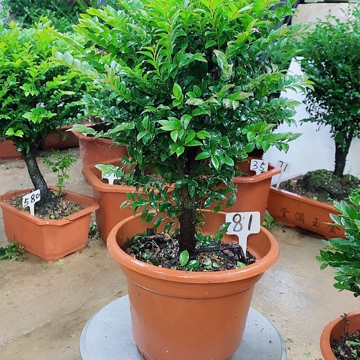 当前无花栽培后可以开花