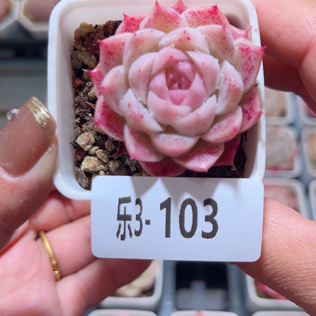 乐3-103 美瞳单头