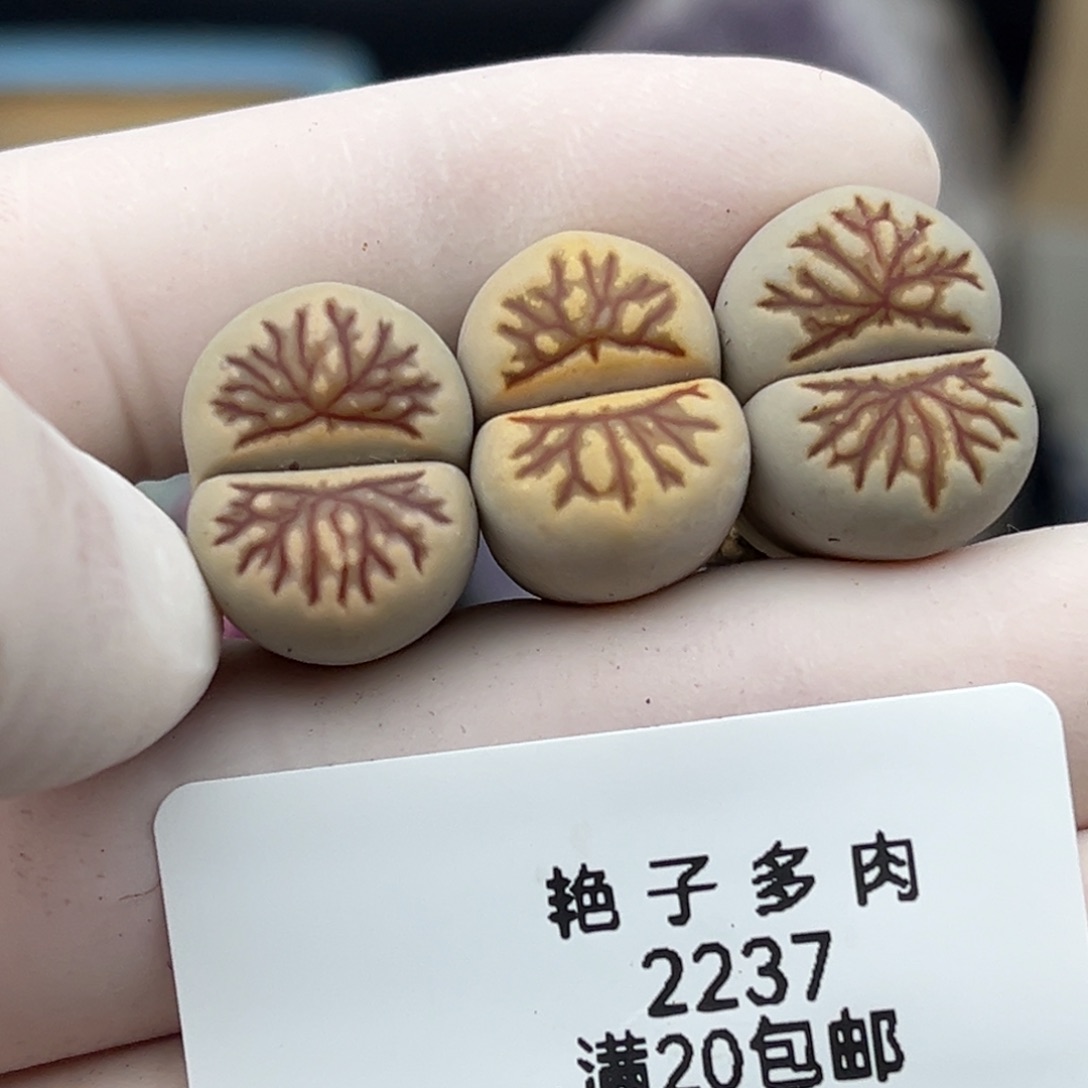 2237号一首三颗特选化石