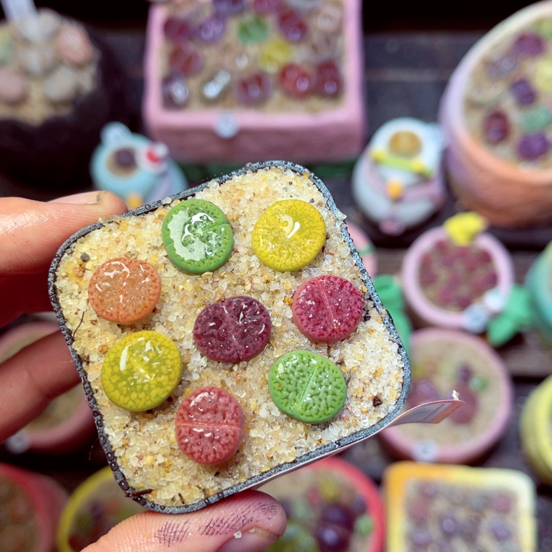 445生石花带盆发1