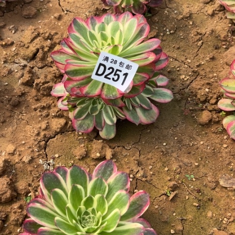 251玉芙蓉不包断枝