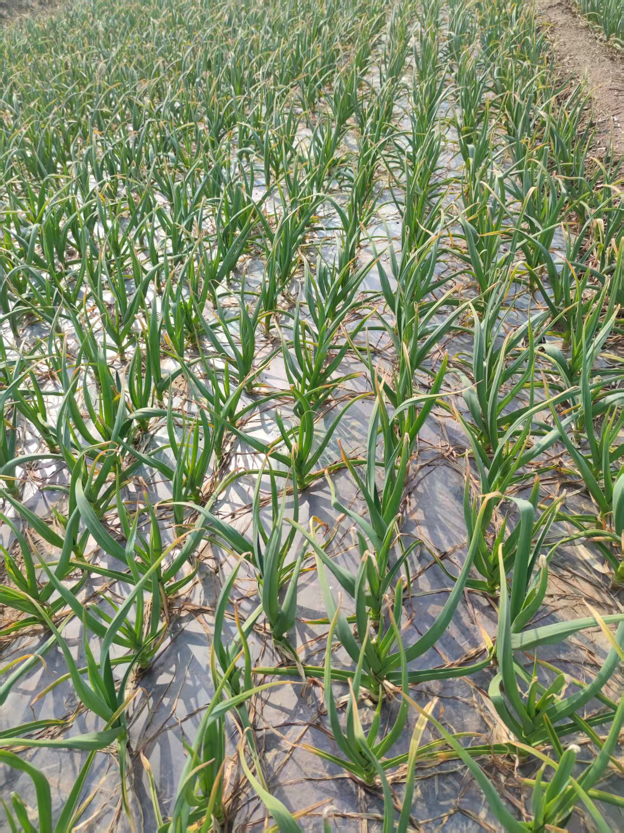 小米草种子水草籽耐热耐涝鱼虾蟹养殖牧草种子