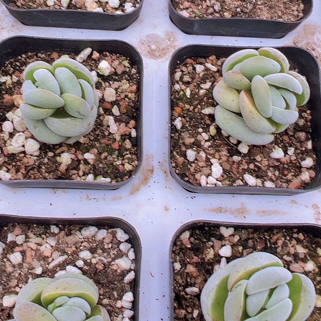 托尼19包邮多肉植物