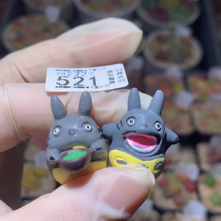  精品生石花222.521