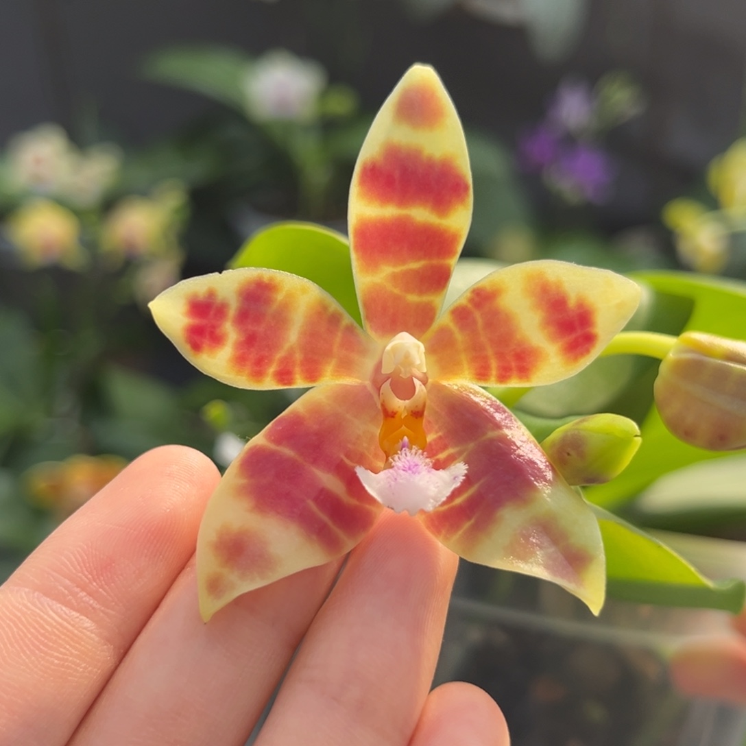 完全开放4寸21hb开花株