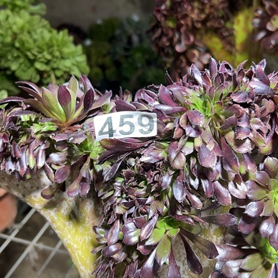 渡***多肉植物一种黑法459