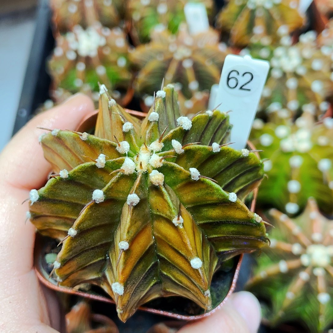 非偏远地区满25包邮仙人球