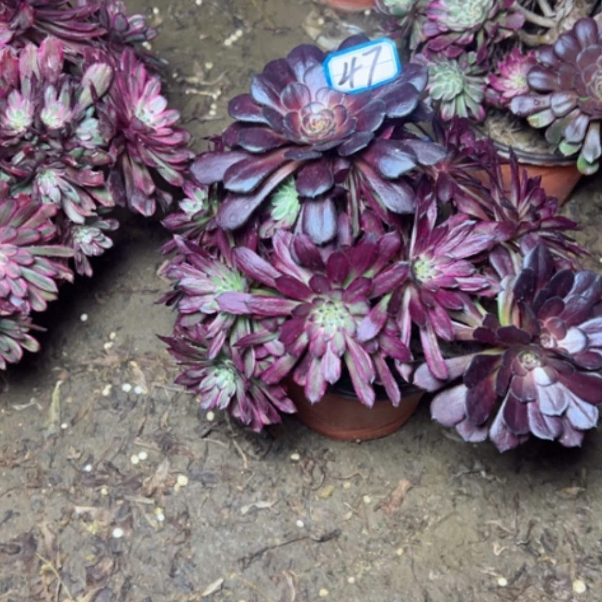【闪购商品】上**方多肉植物黑妖姬47