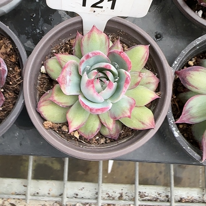 心***。121 惊鸿仙子多肉植物6-9cm