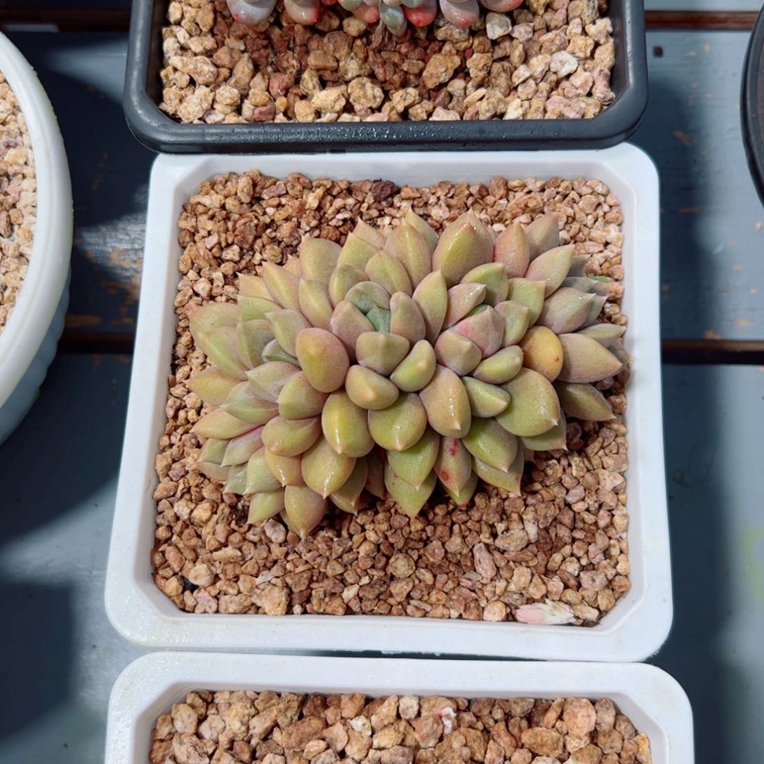 红象牙朵朵多肉植物