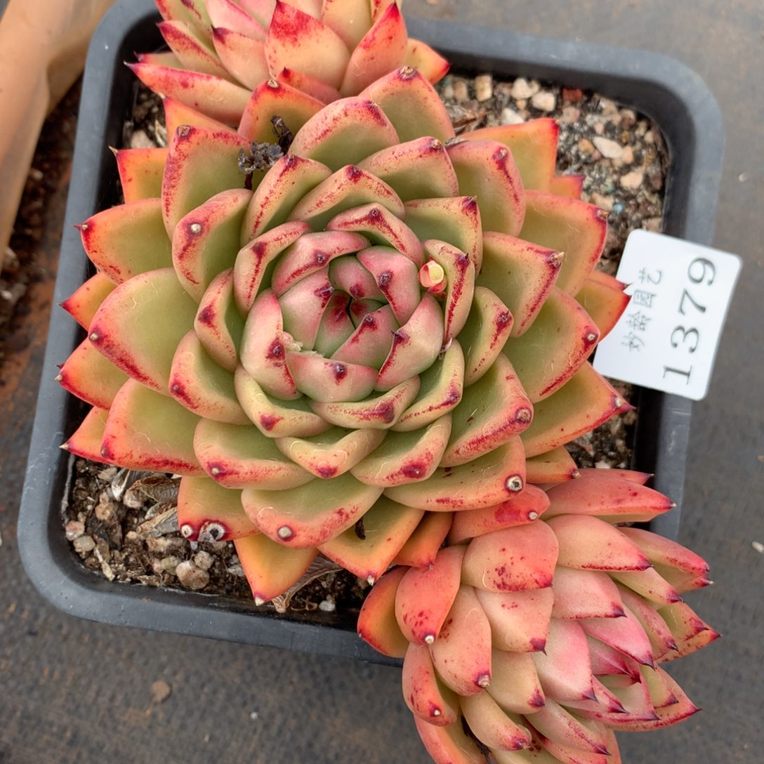 1379杂交精品基地16厘米