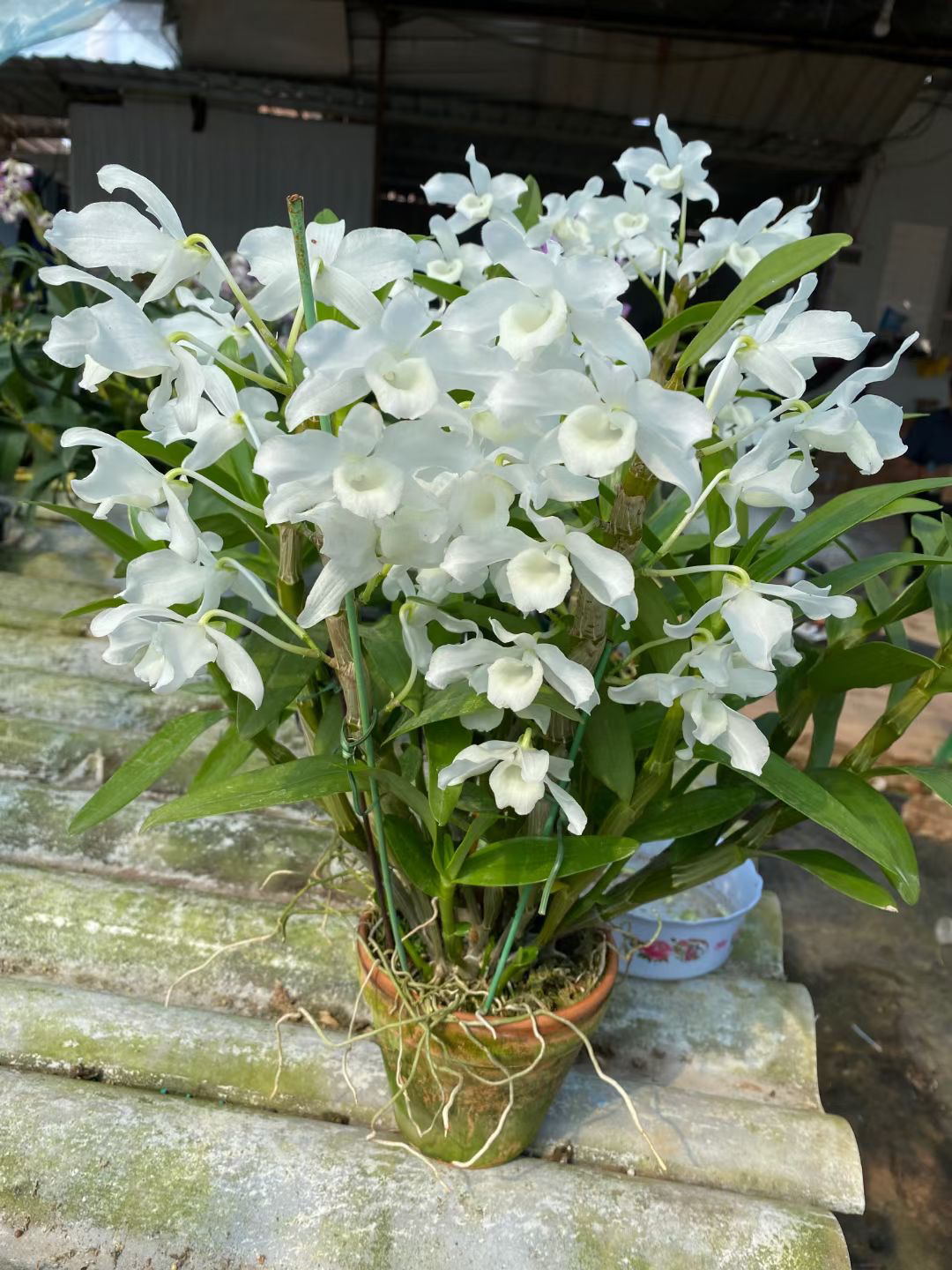 石斛兰  卡特兰专拍