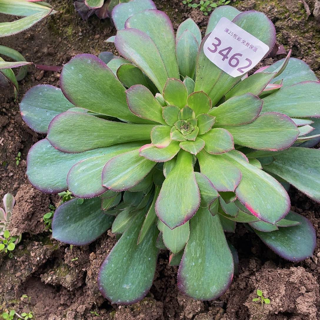 3462韶秀七彩多肉植物