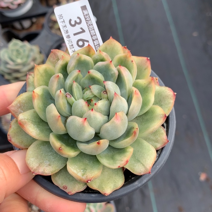 冰天使锦多多植物