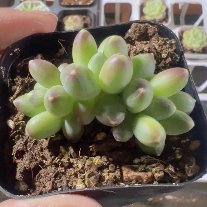 千代田精品多肉植物