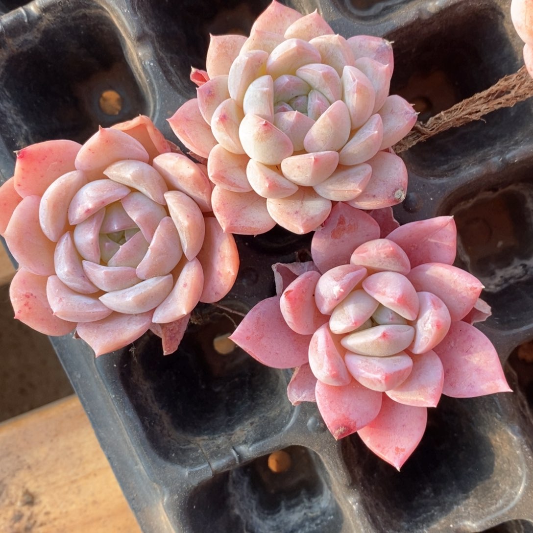 精品多肉一物一拍不包整46