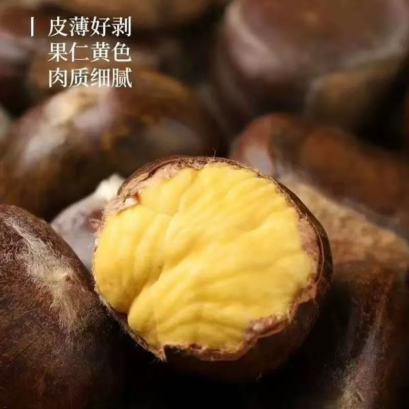 正宗迁西板栗 新鲜下树 软糯香甜 顺丰包邮313