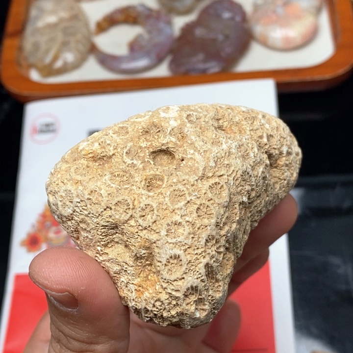 硅化珊瑚（珊瑚玉）手镯未镶嵌