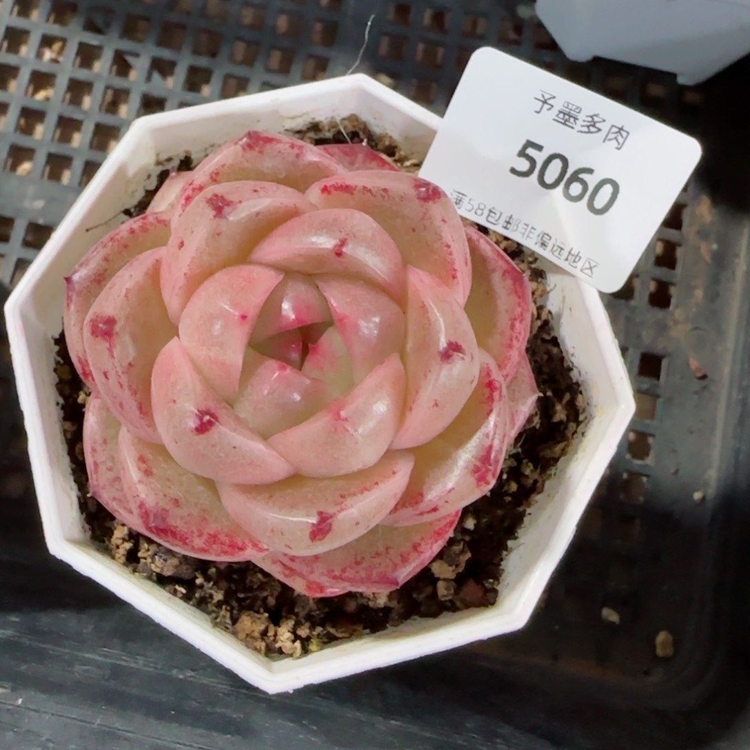 M100 多肉植物，5060多肉植物